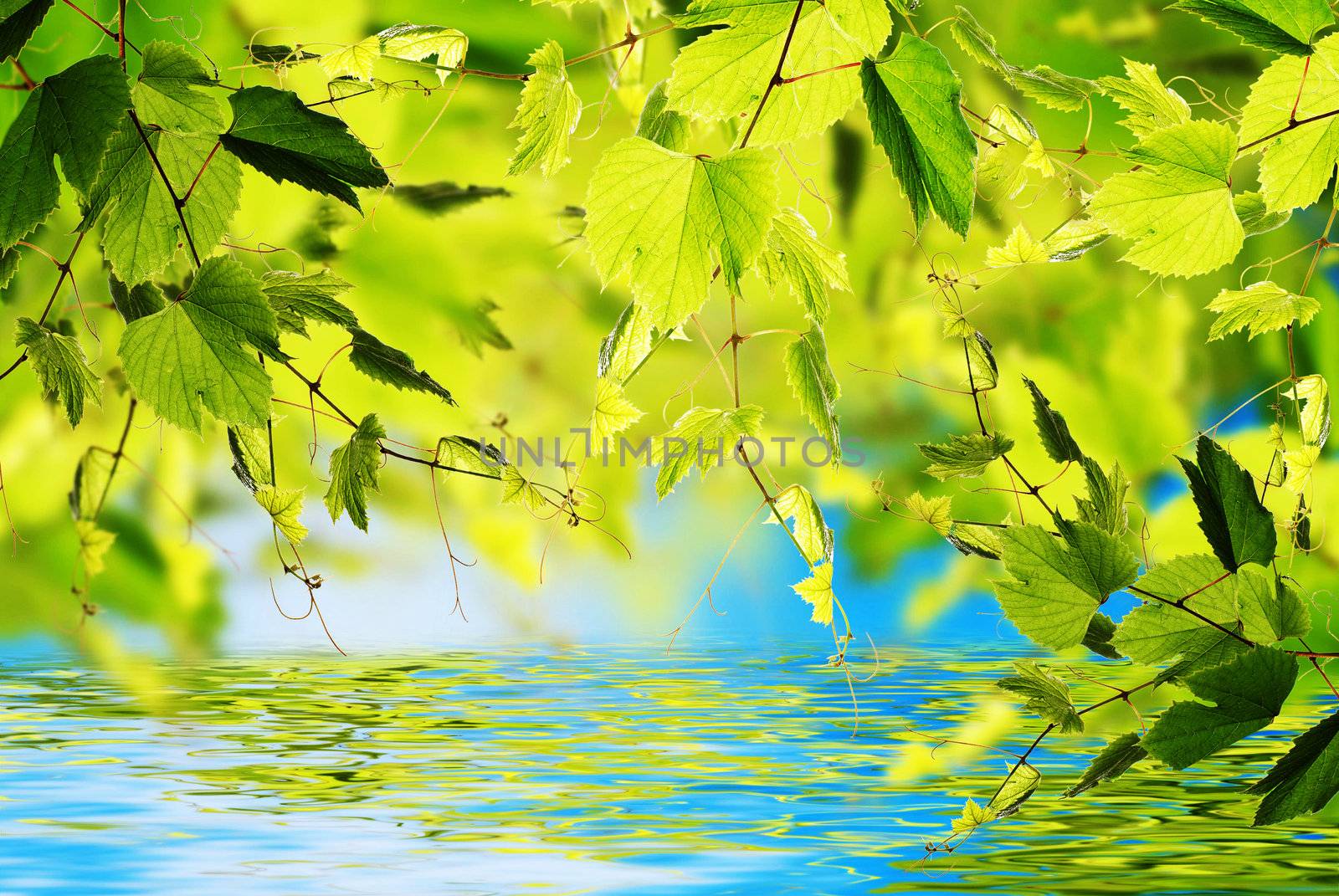Summer nature background by sergey150770SV