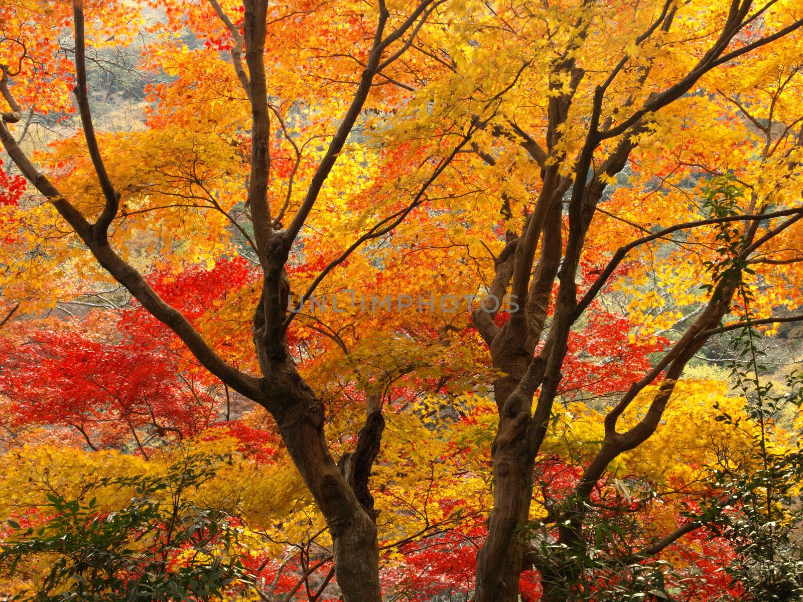 Autumn in Arashiyama, Kyoto, Japan