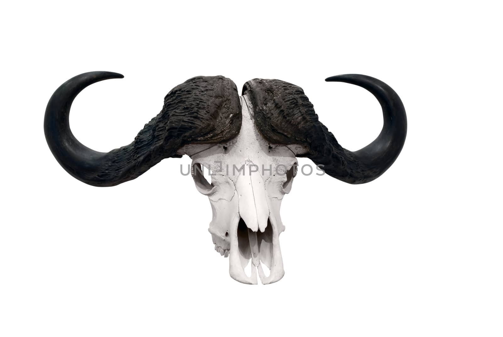 African wild bull skull isolated
