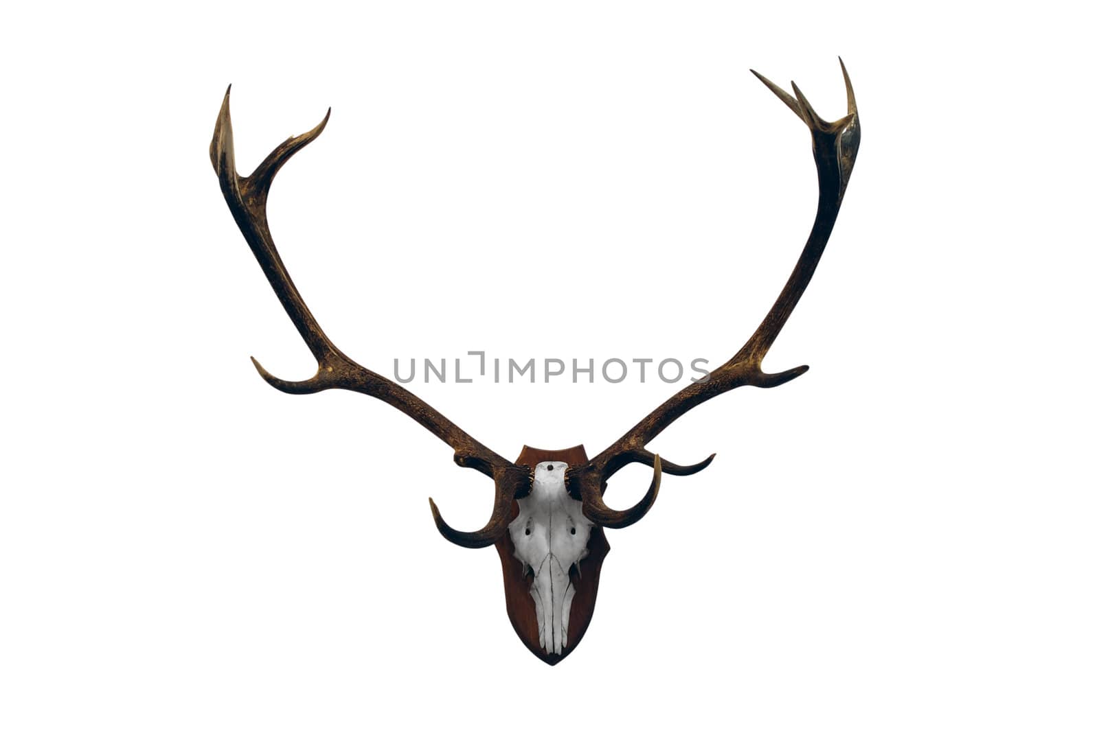 Deer skull with big horn trophy isolated