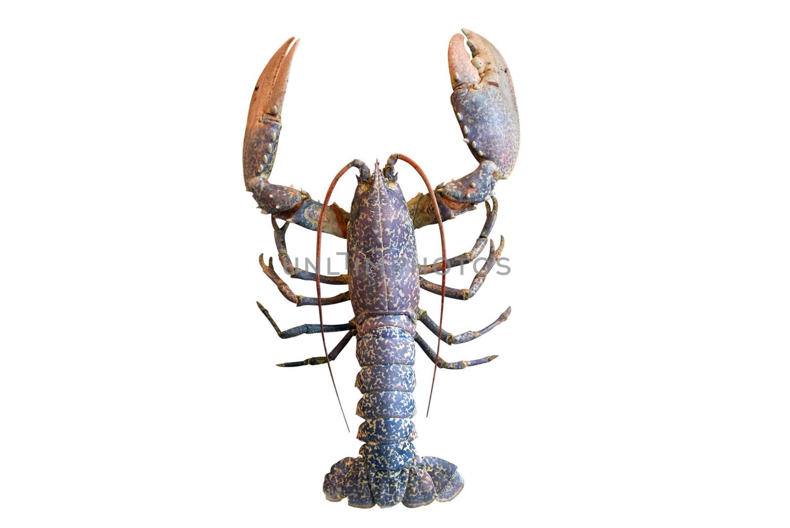 Lobster isolated on white background