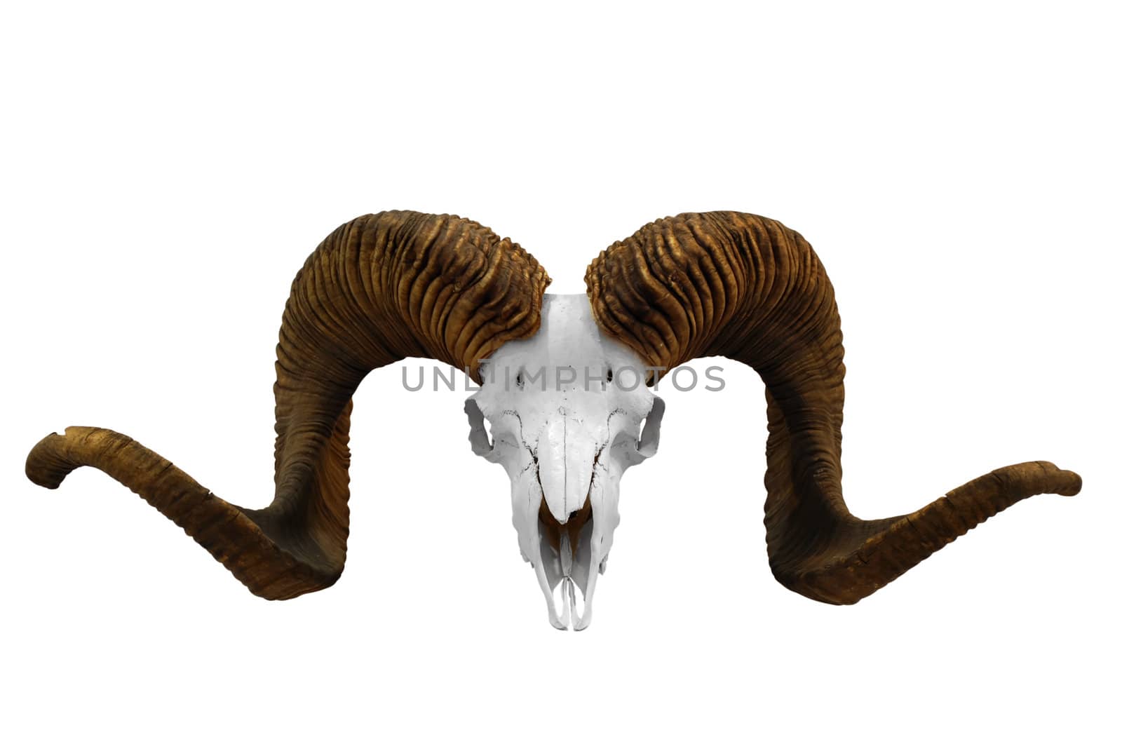 Animal skull with big horn isolated