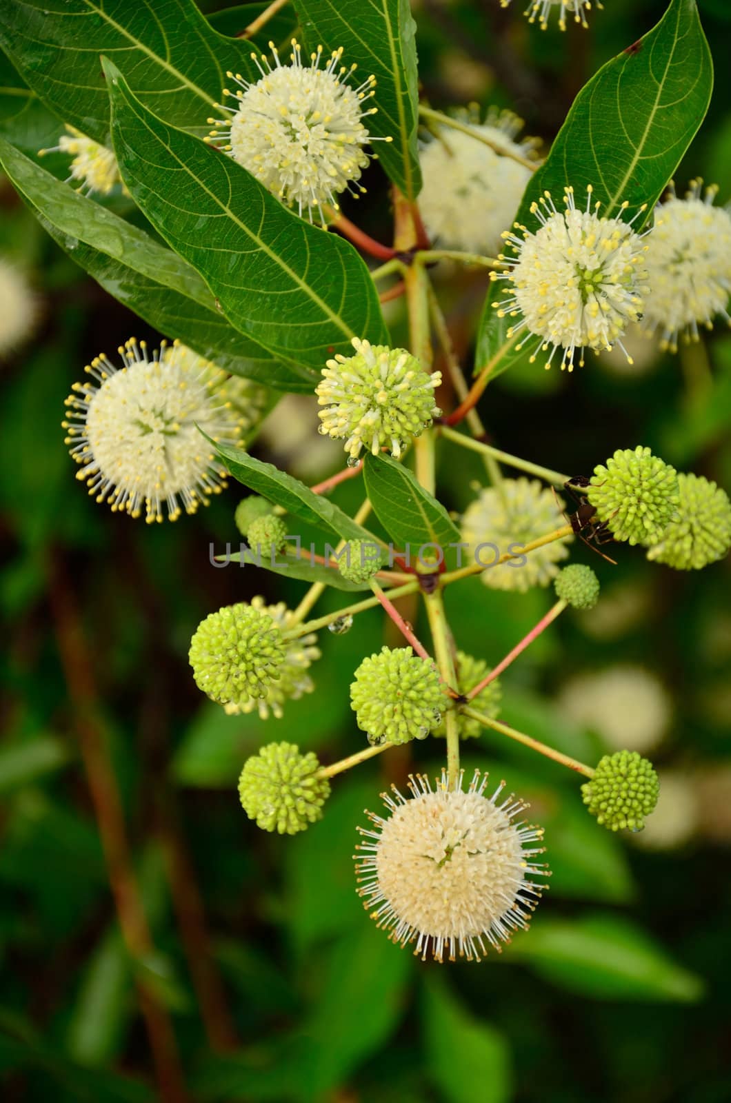 The button bush blooms golf-ball size flowers along the canal at Okefenokee National Wildlife Refuge