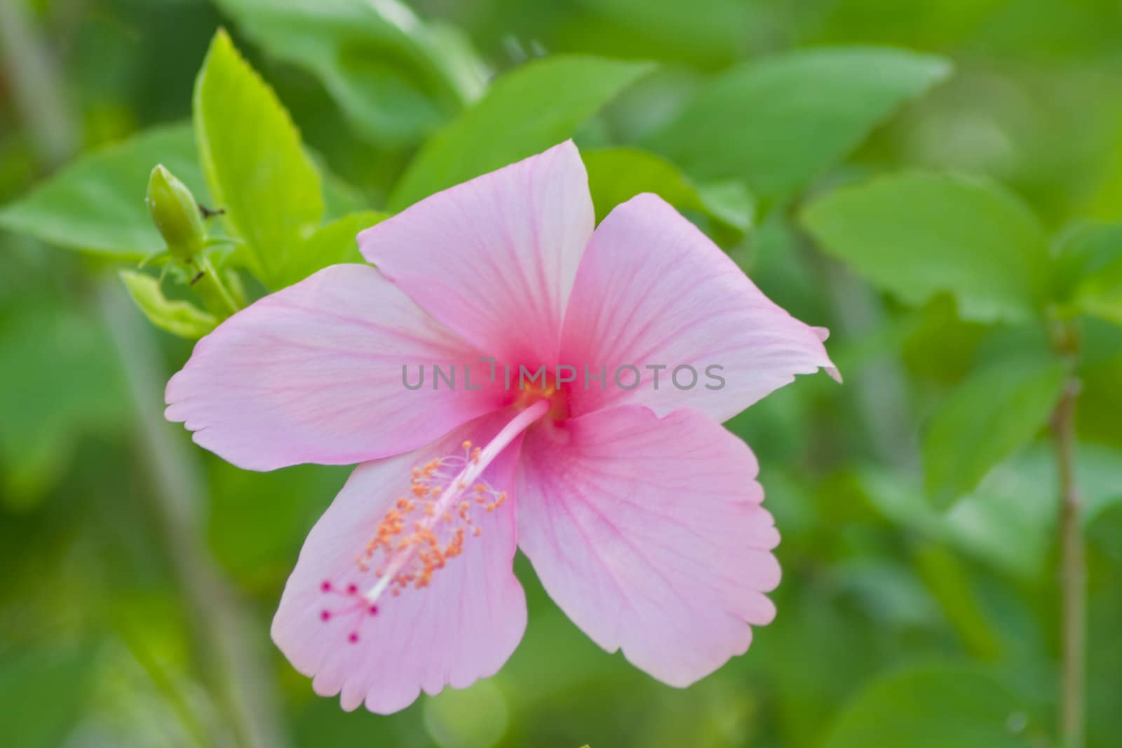 hibiscus  Flower