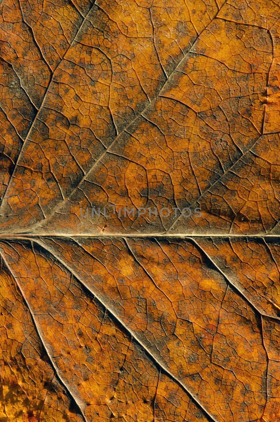 Closeup of autumn colored leaf fragment textures and details.