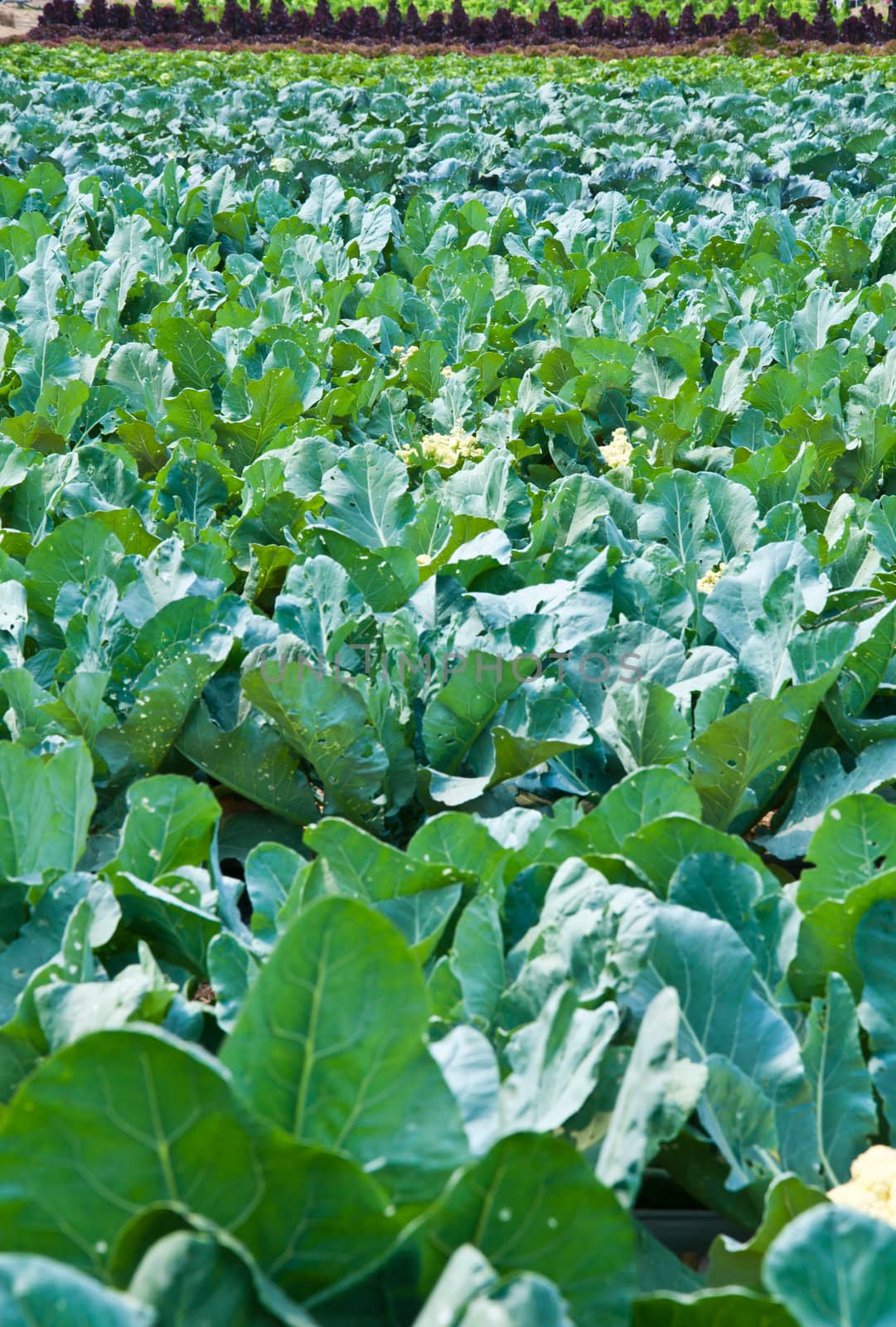 vegetables farm