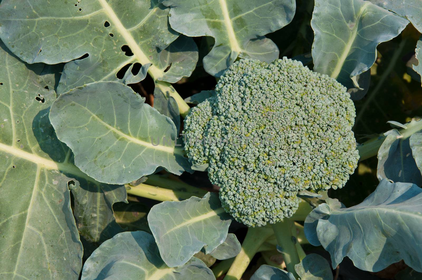 cauliflower
