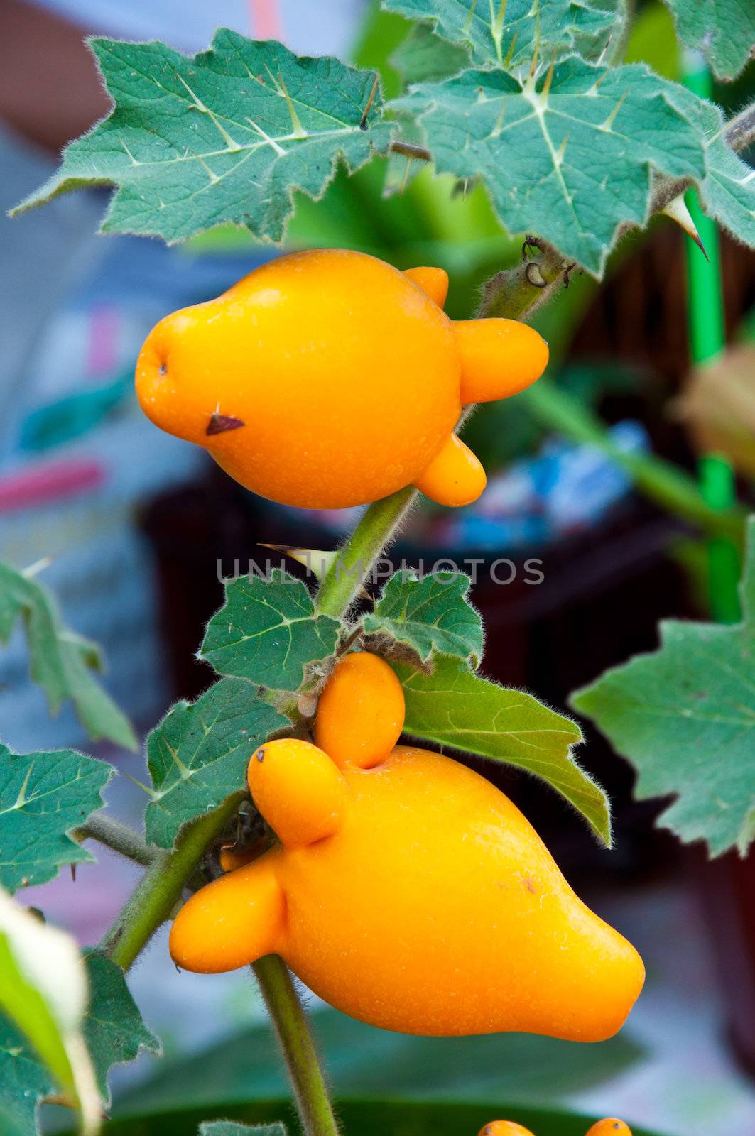 mammosum solanam potato
