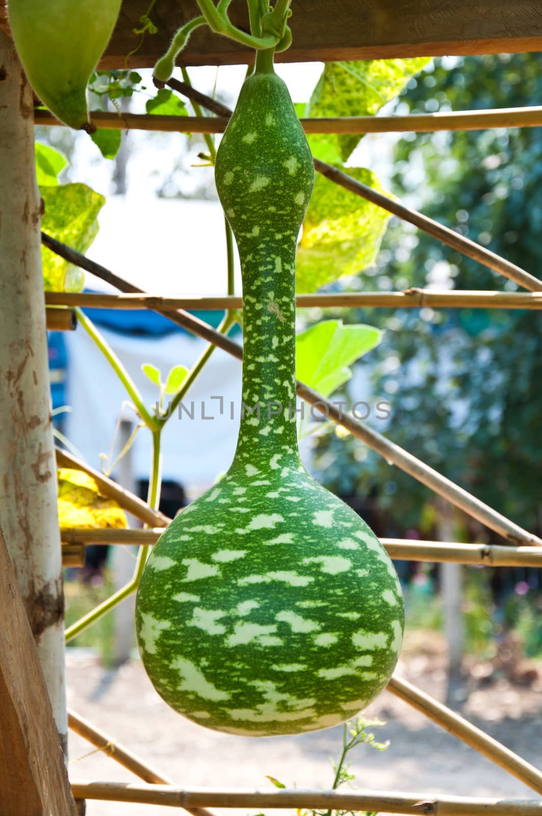 gourd in farm