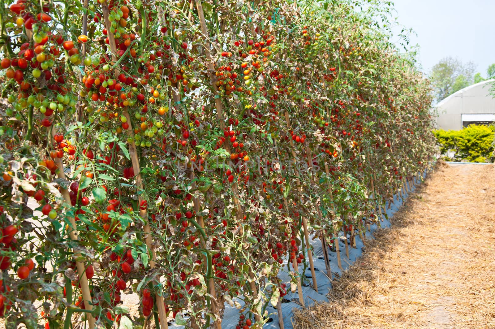 tomato farm