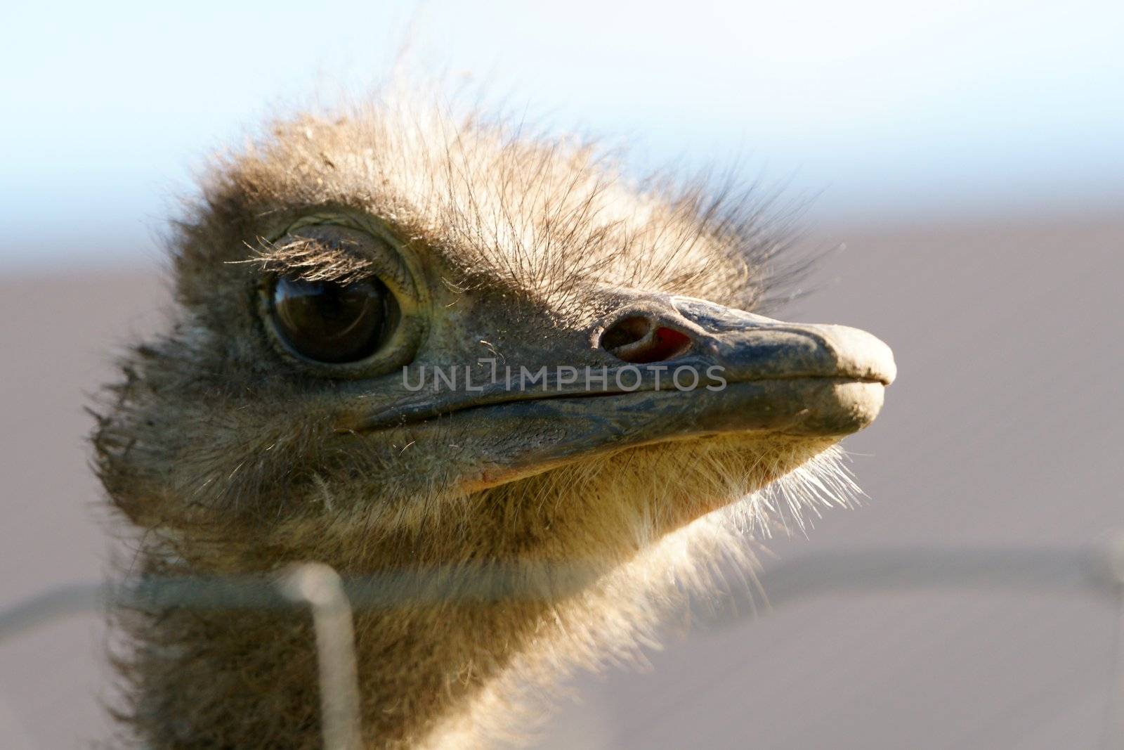 Portrait of an adult ostrich close up