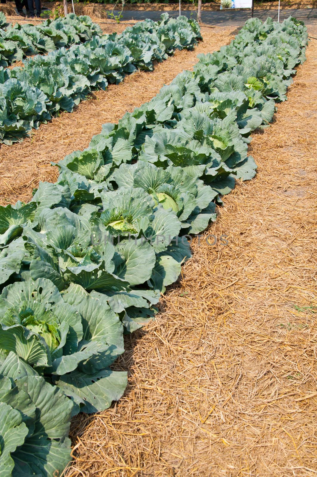 cabbage farm