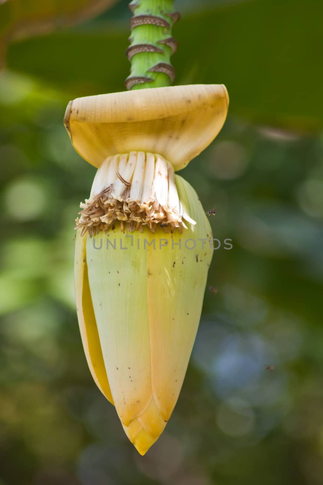 Banana flower  by nikky1972