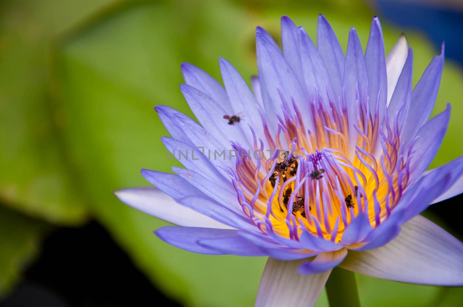 lotus