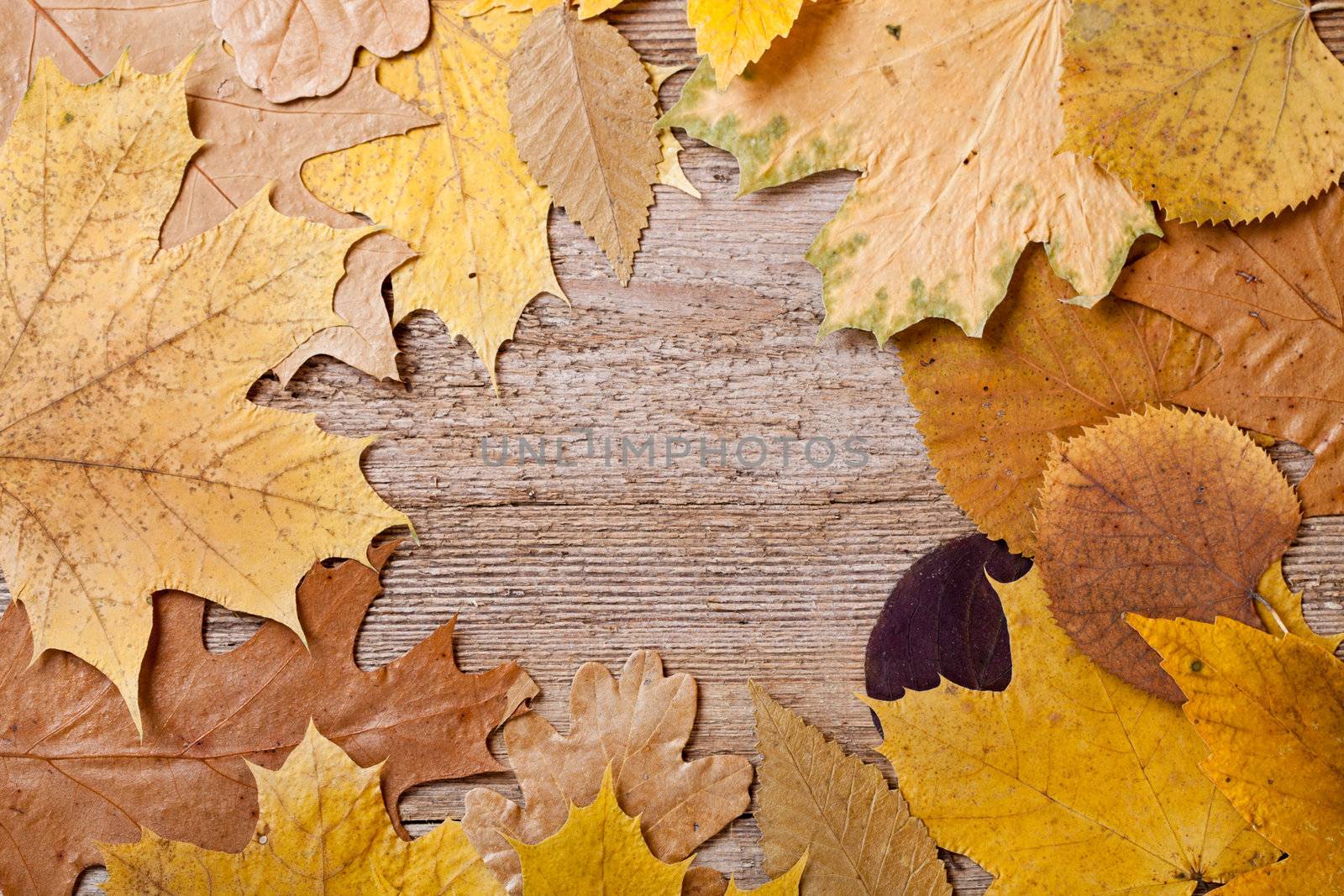 autumn leaves over wooden background  by marylooo
