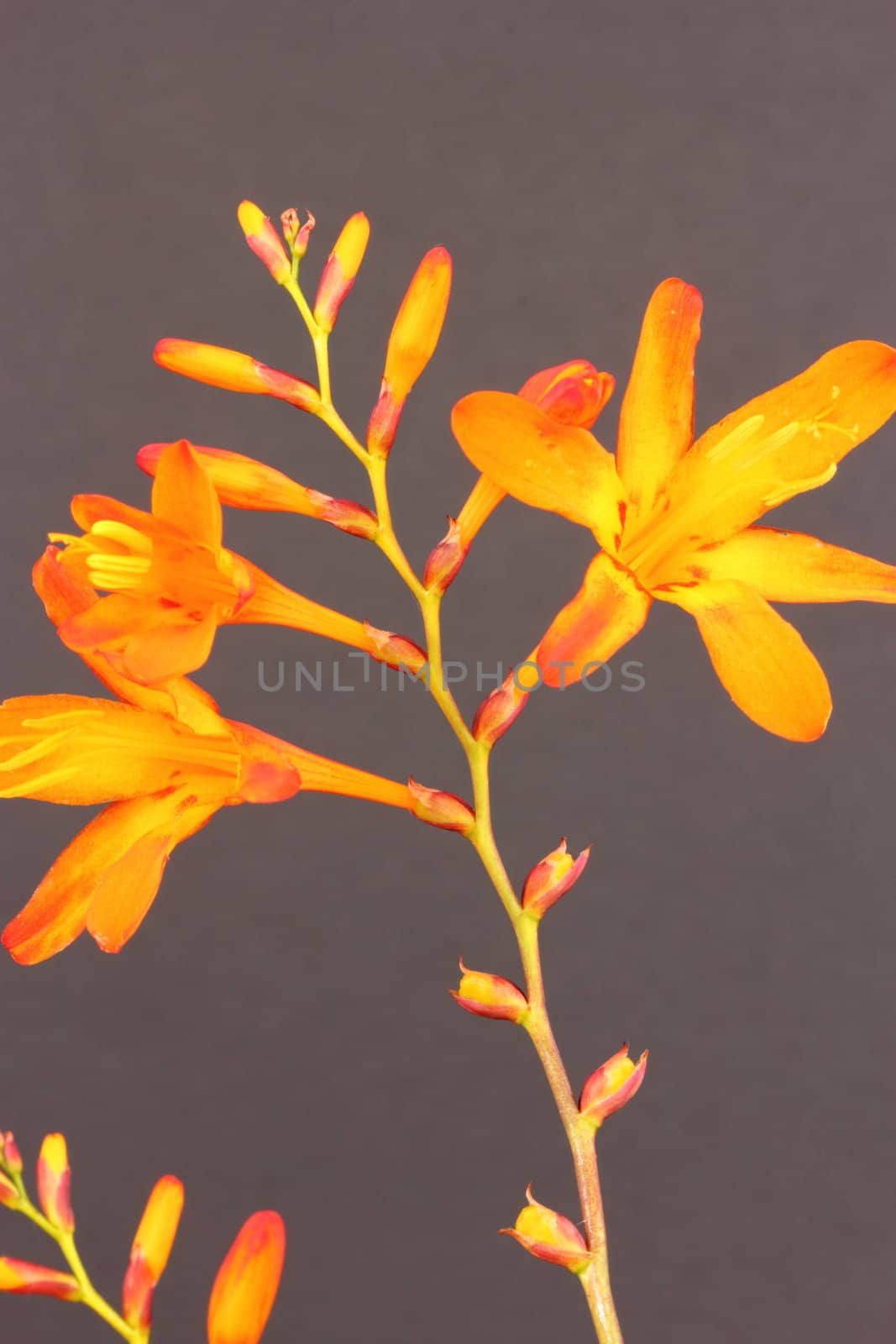 crocosmia