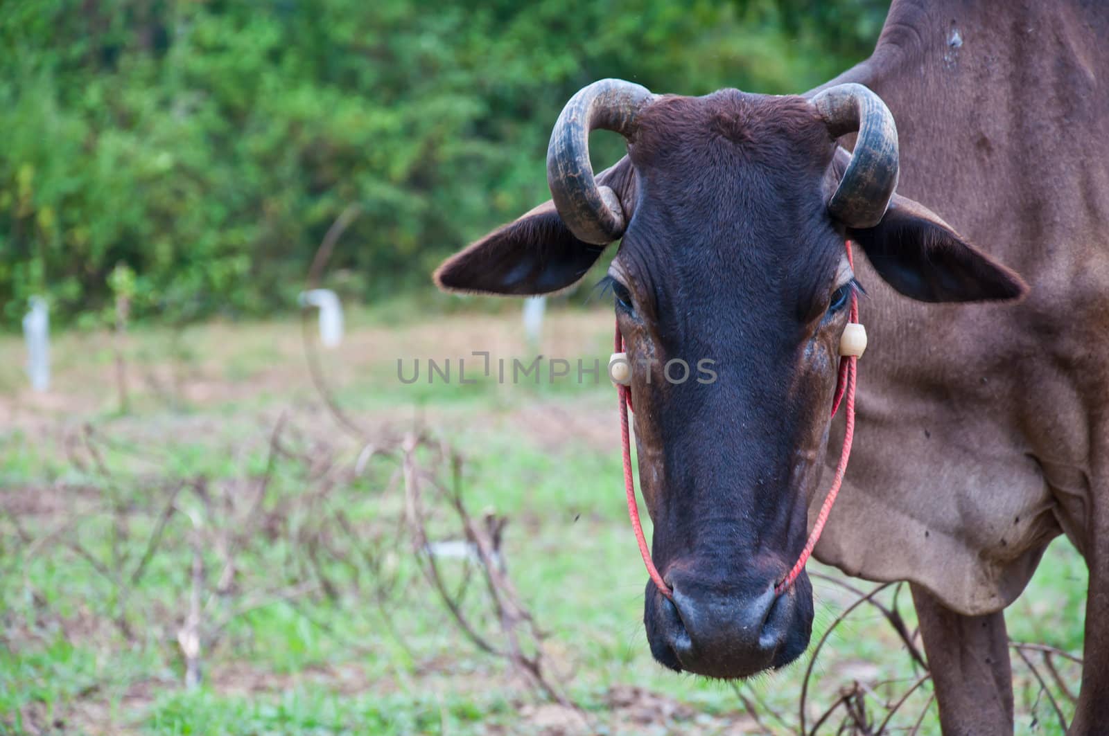 thai cow