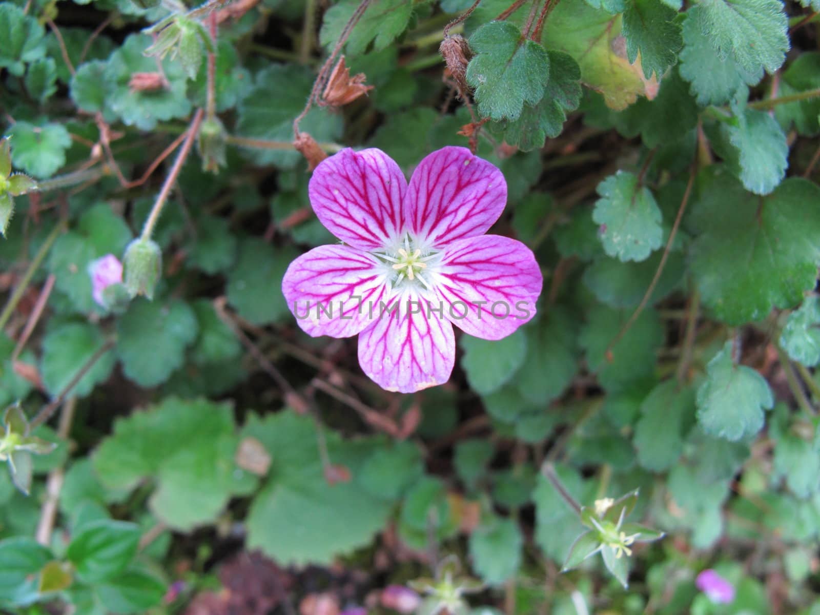 Erodium