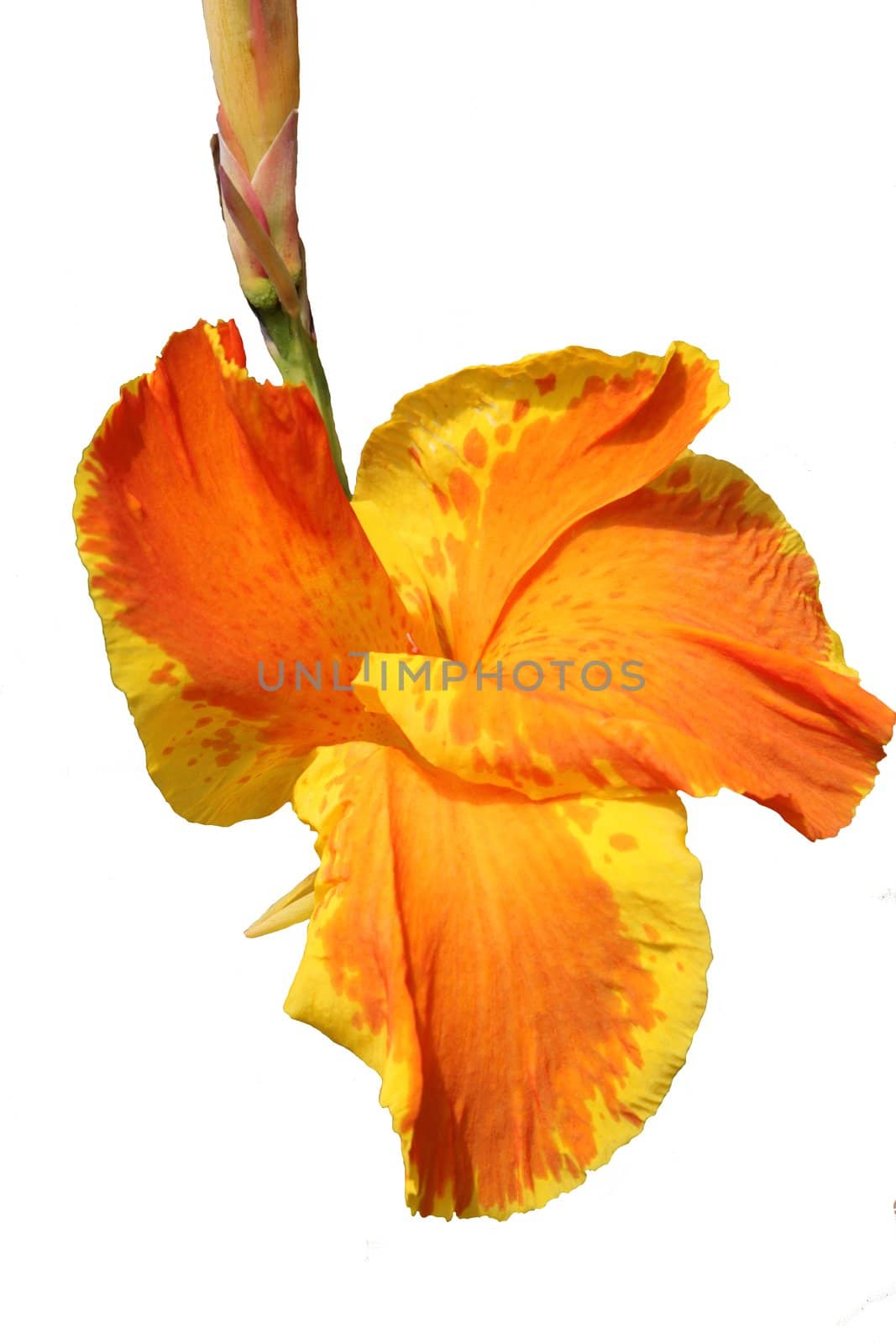 orange canna on a white background