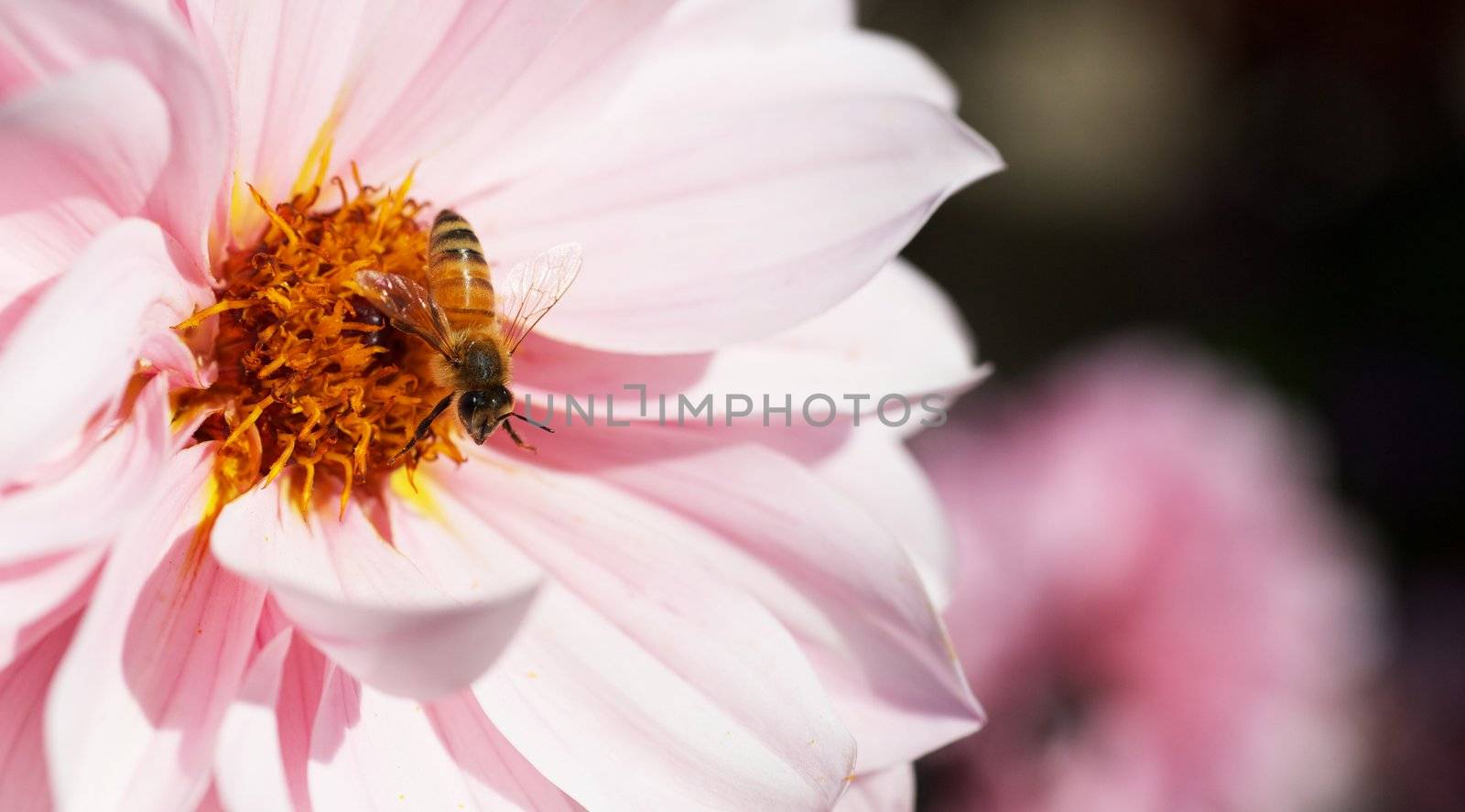 Busy gold bee working on gold and yellow stamens of a pink dahlia flower