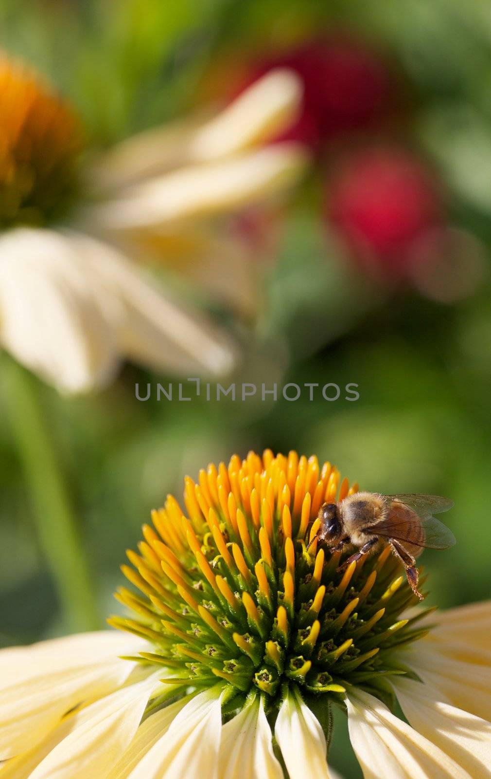 Gold bee working orange and green pistil and stamens of a yellow echinacea flower