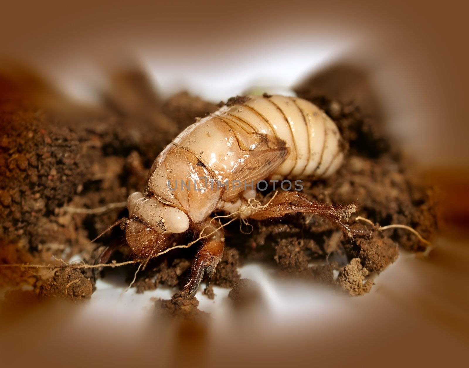 ustralian Christmas beetle larvae  Scarabaeidae Anoplognathus metamorphisis