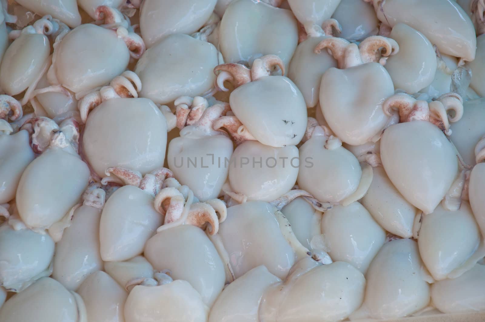 squid