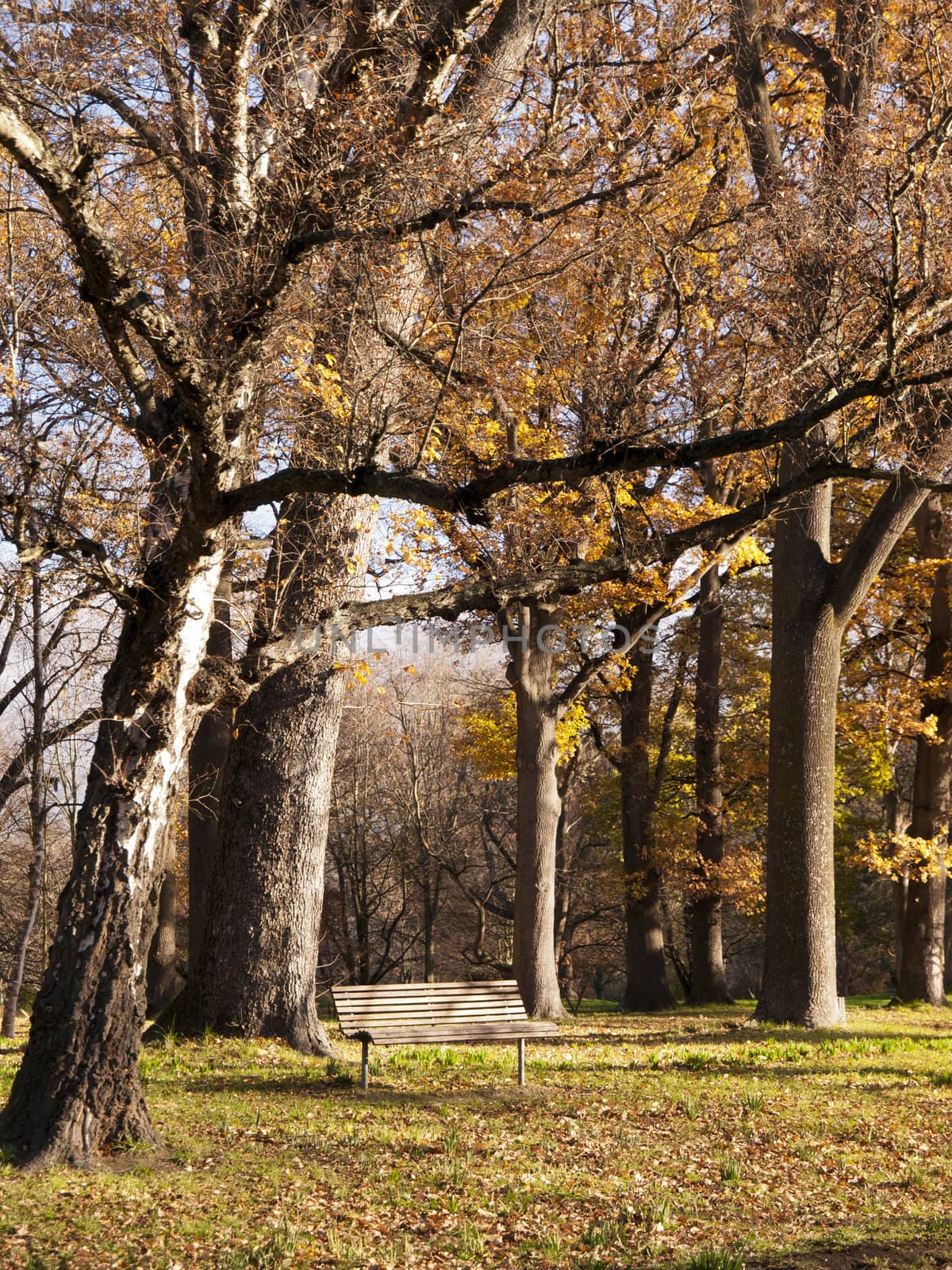 A chiar in a park in autumn
