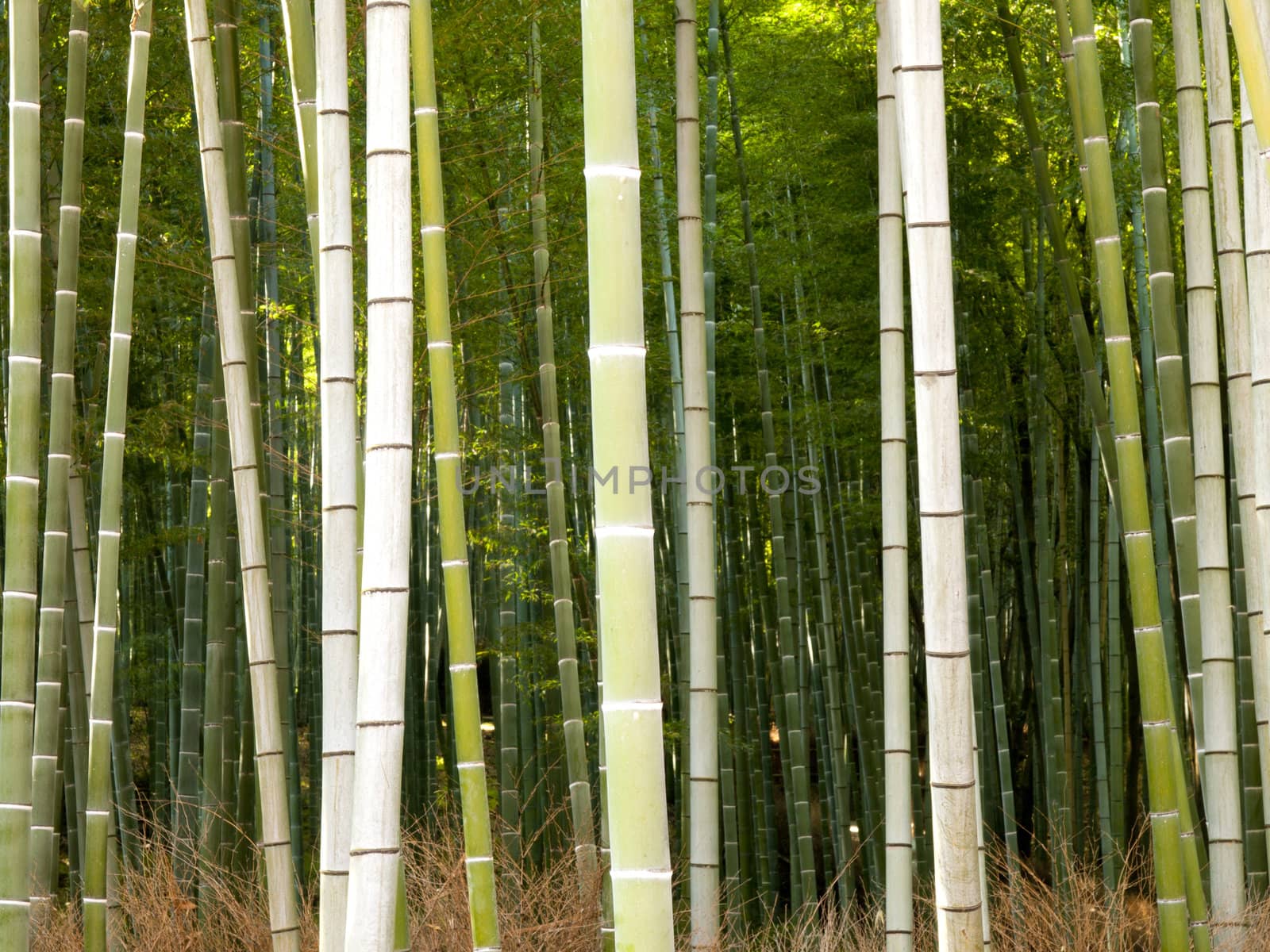 Bamboo forest in Tenryu-ji Temple, Kyoto, Japan