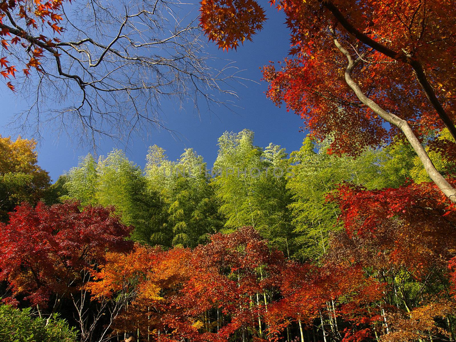 Autumn season at the garden of Tenryu-ji Temple in Kyoto, Japan