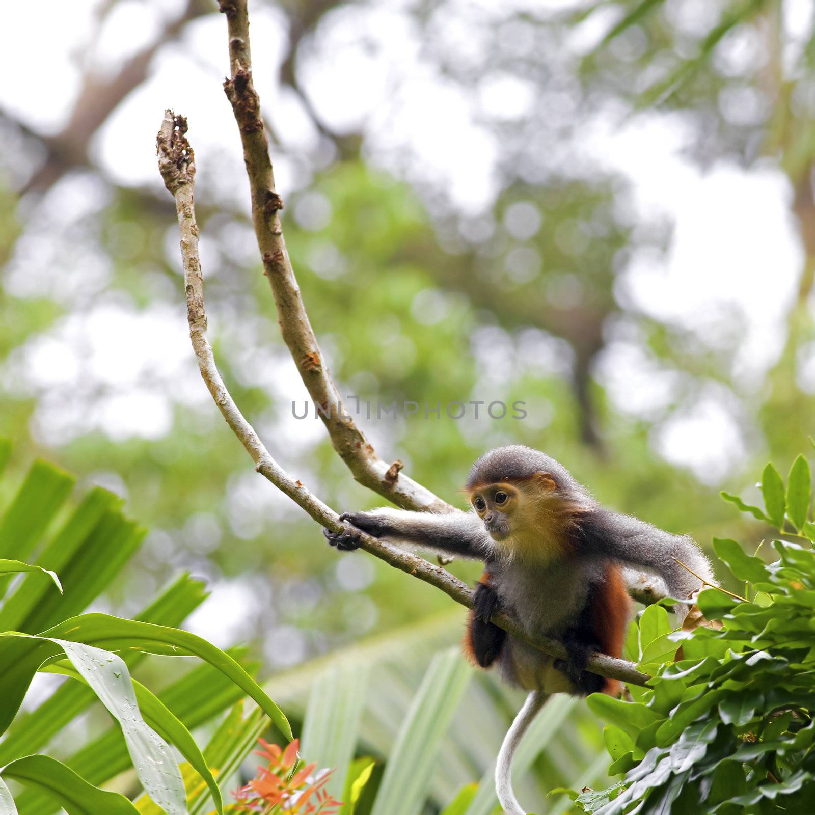 Red-shanked Douc in the forest in Cambodia