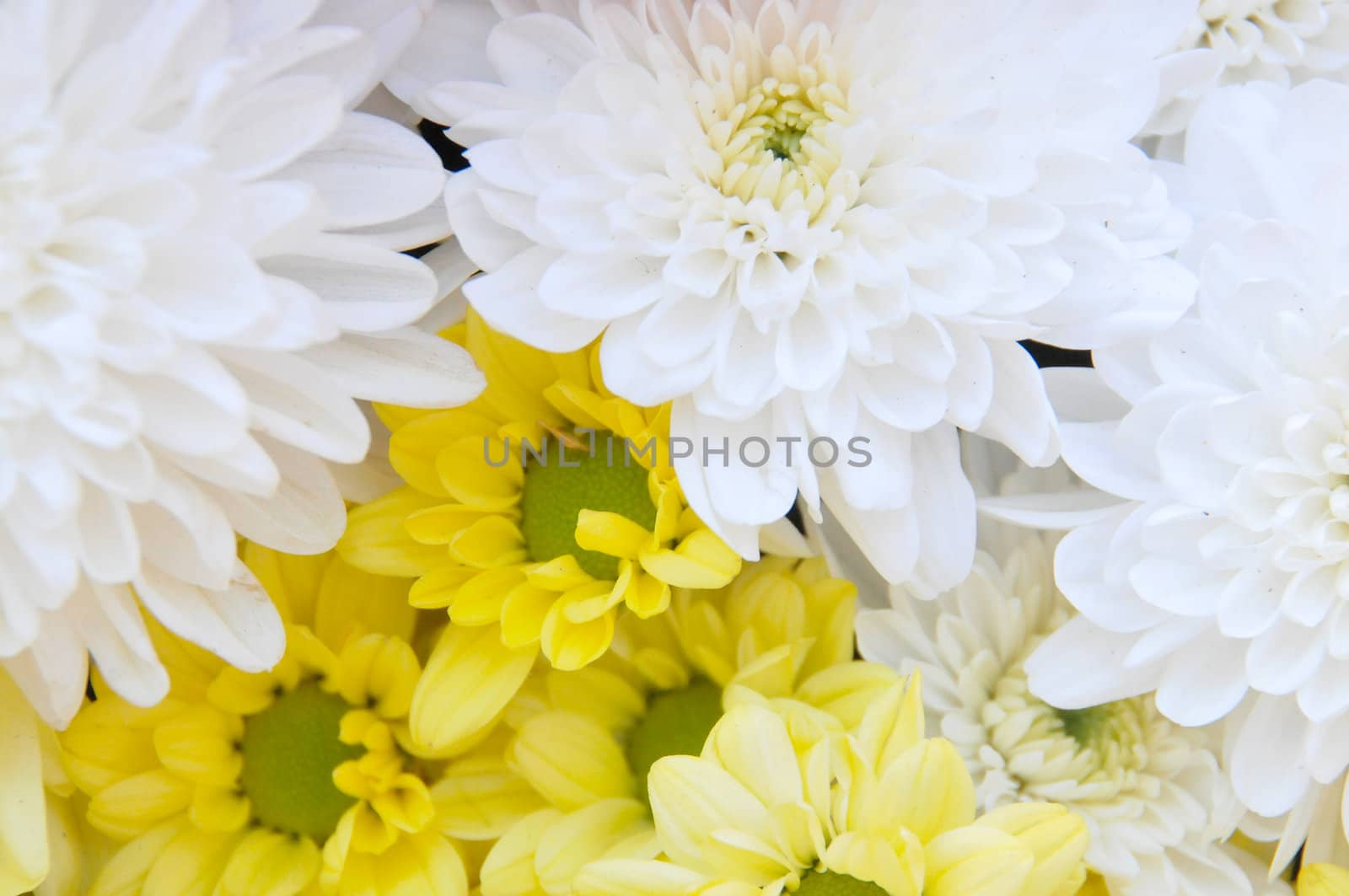 Colorful fresh spring daisies flowers