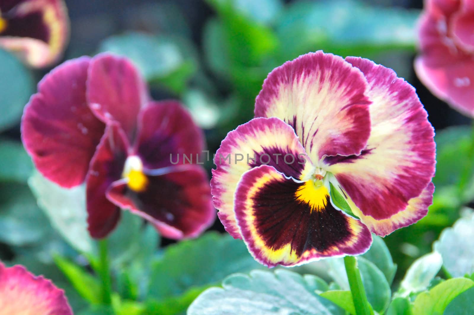 Close up of violet pansy by LesM