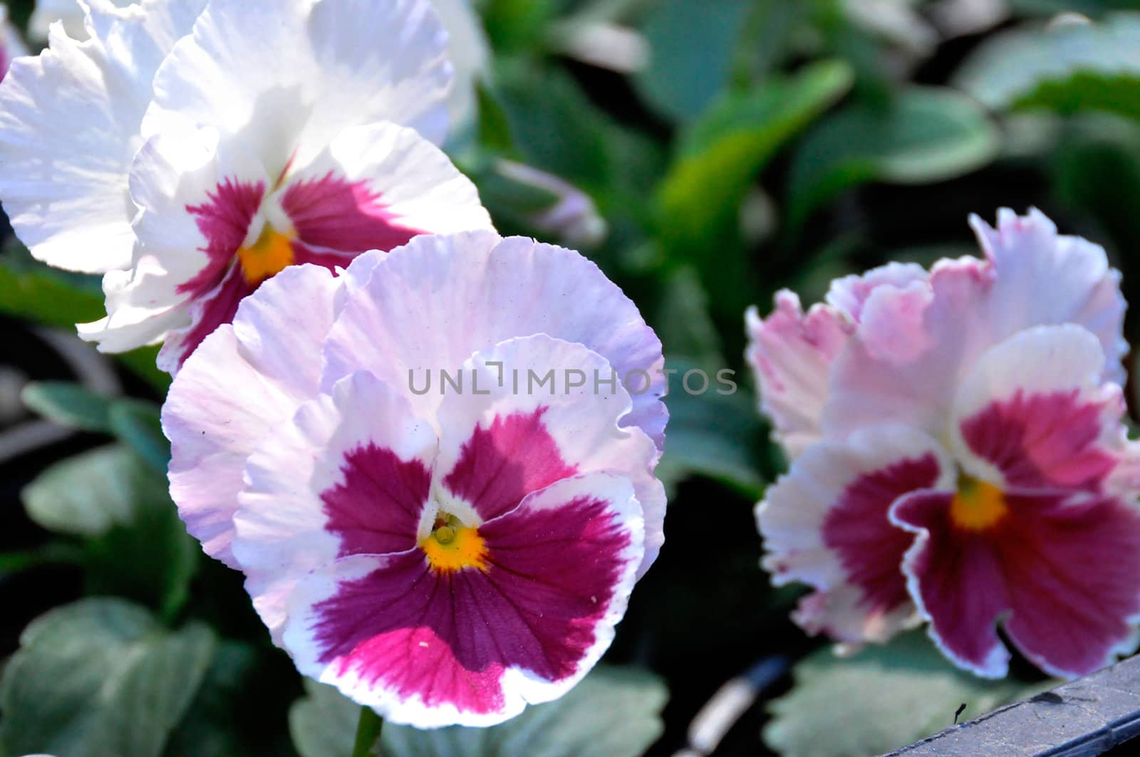 Close up of violet pansy
