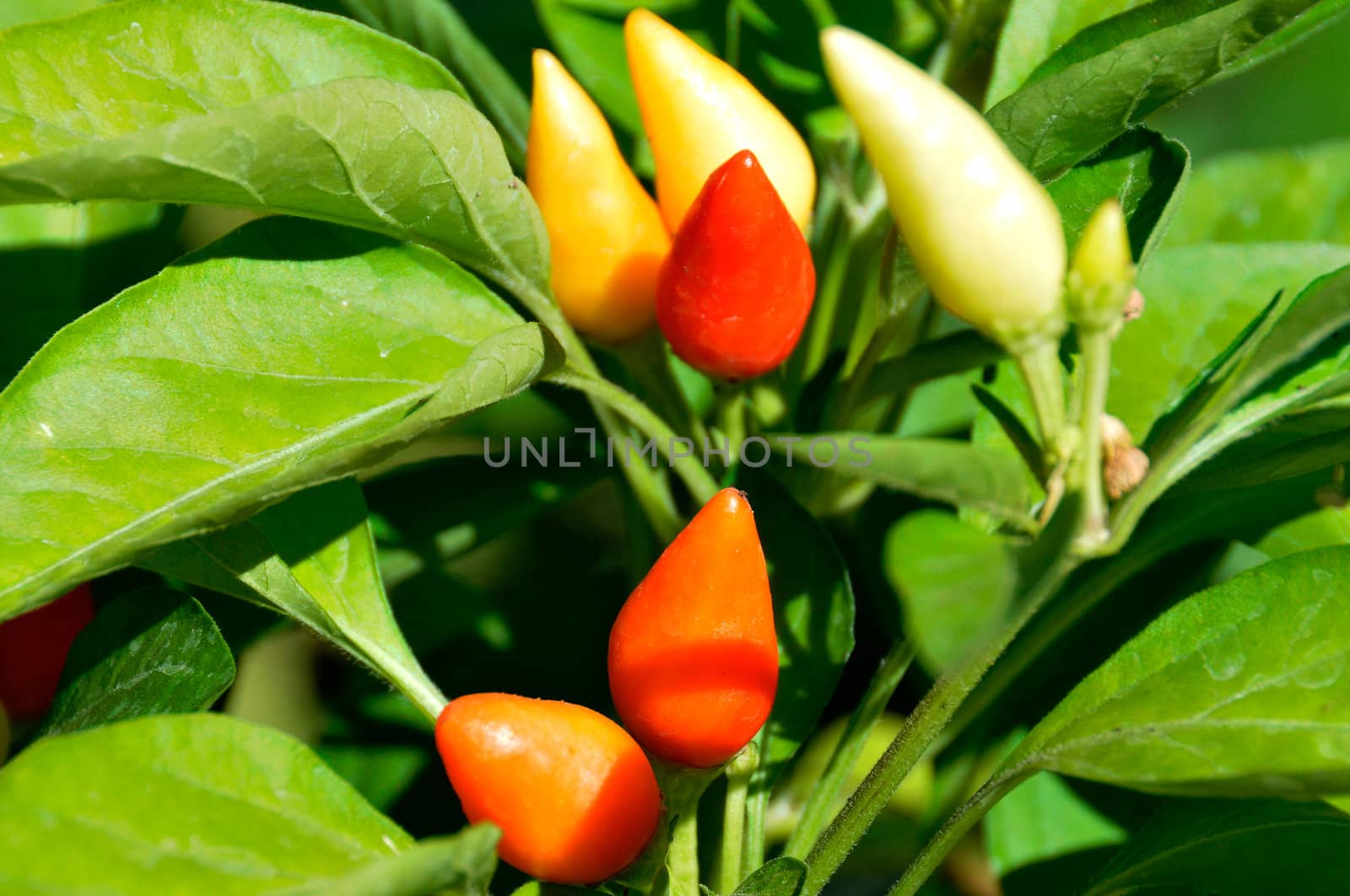 Little red hot Chile peppers 