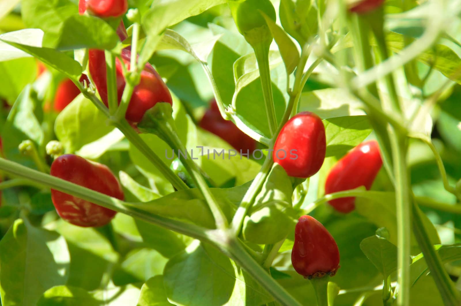 Little red hot Chile peppers