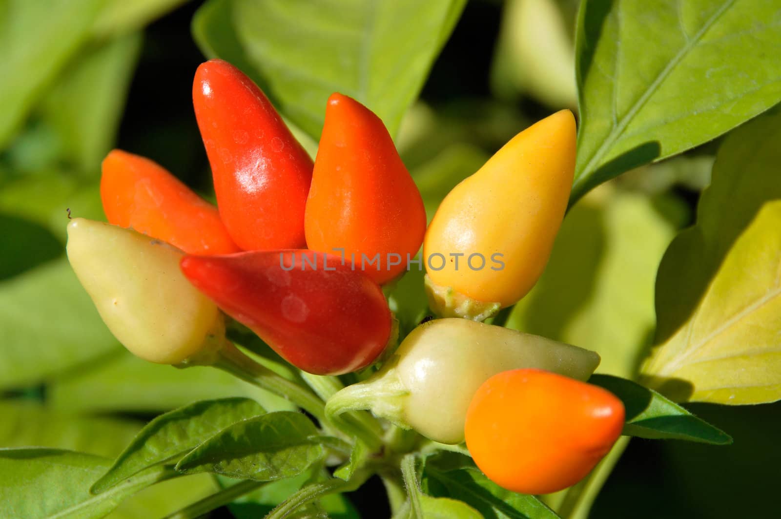 Little red hot Chile peppers