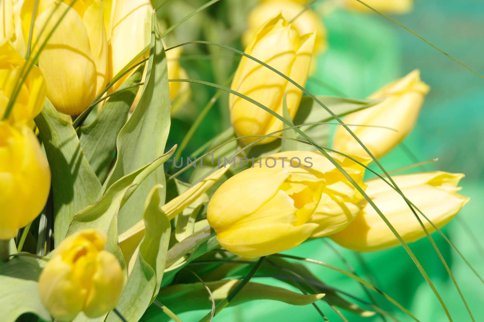  background with beautiful yellow tulips