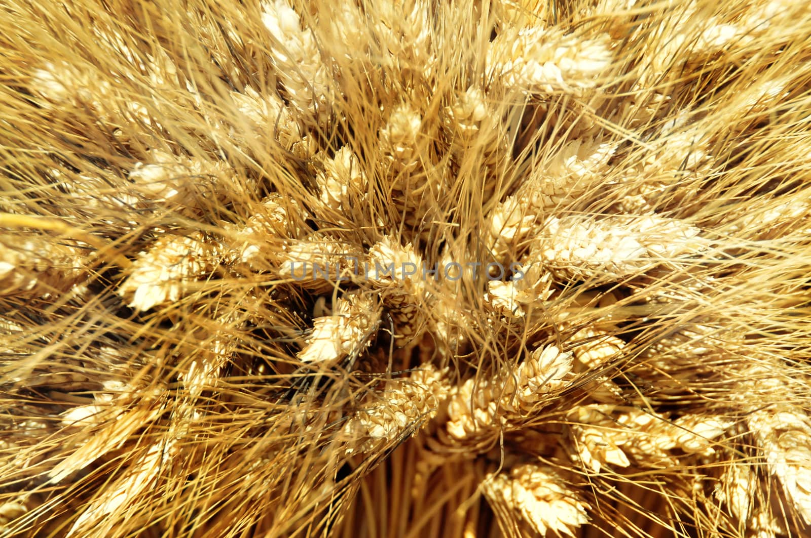 Closeup of golden wheat 