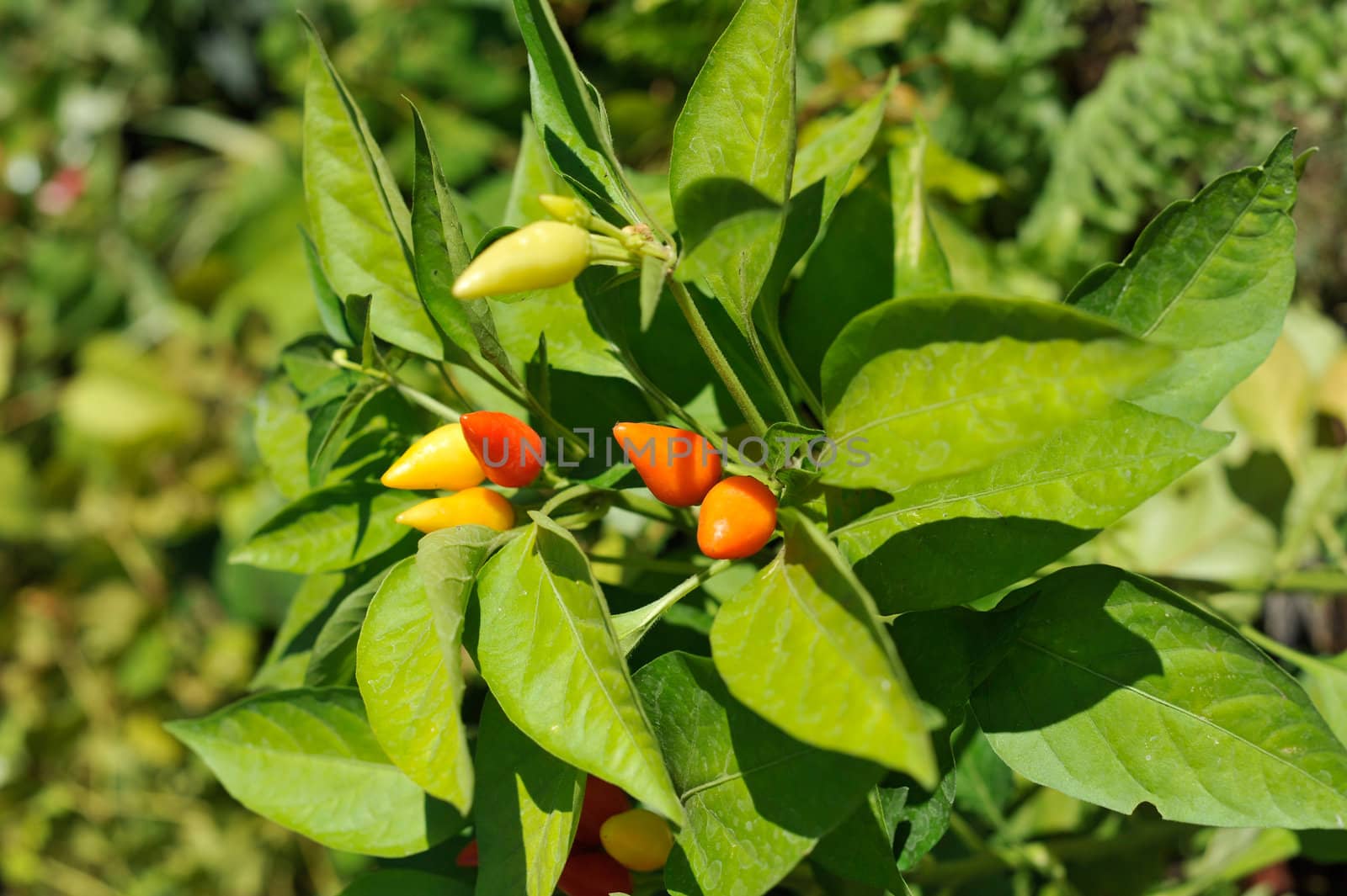 Little red hot Chile peppers