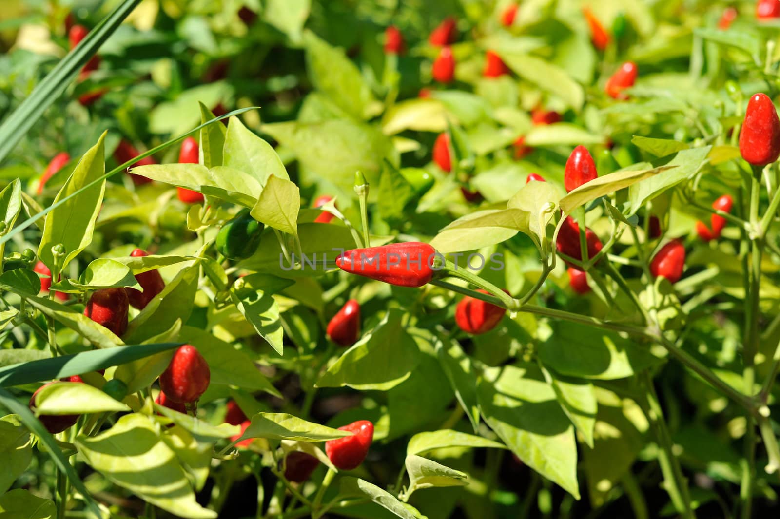 Little red hot Chile peppers