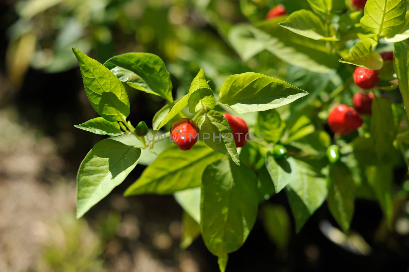 Little red hot Chile peppers