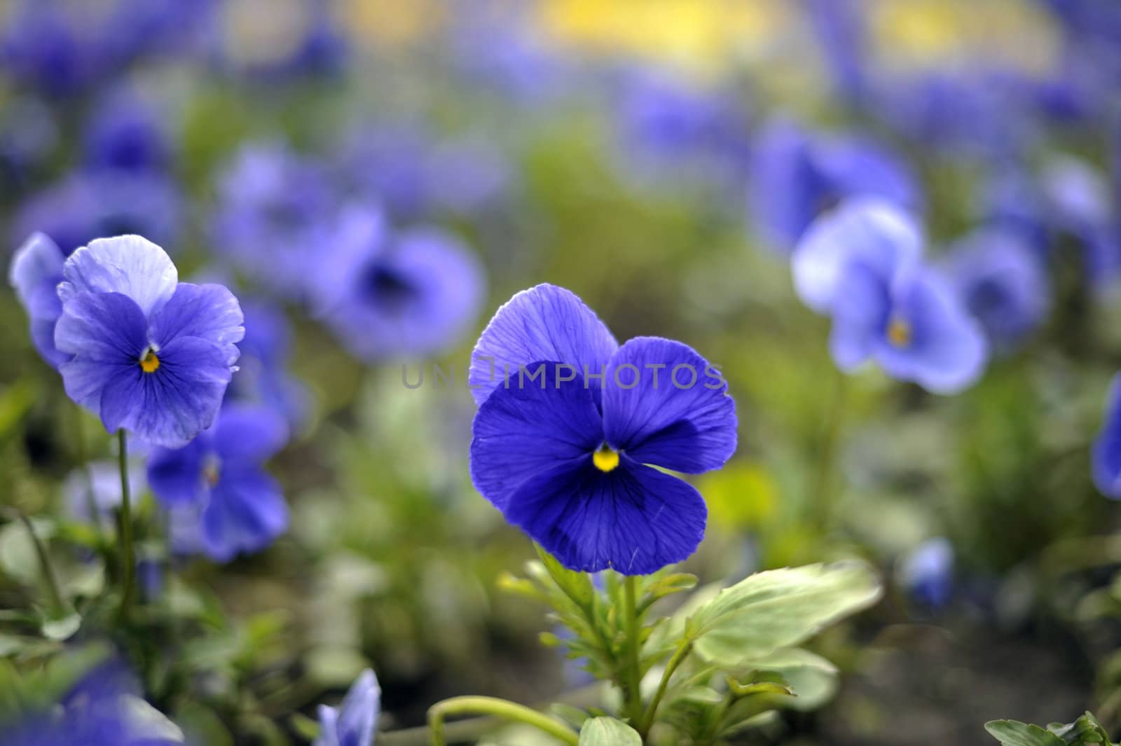 Flowers of Viola Tricolor in the garden