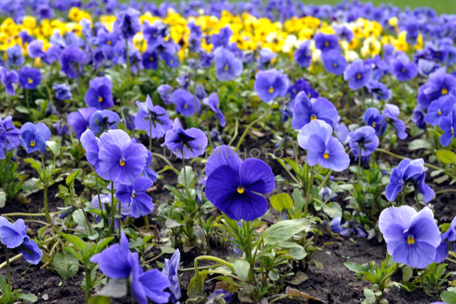 Flowers of Viola Tricolor in the garden