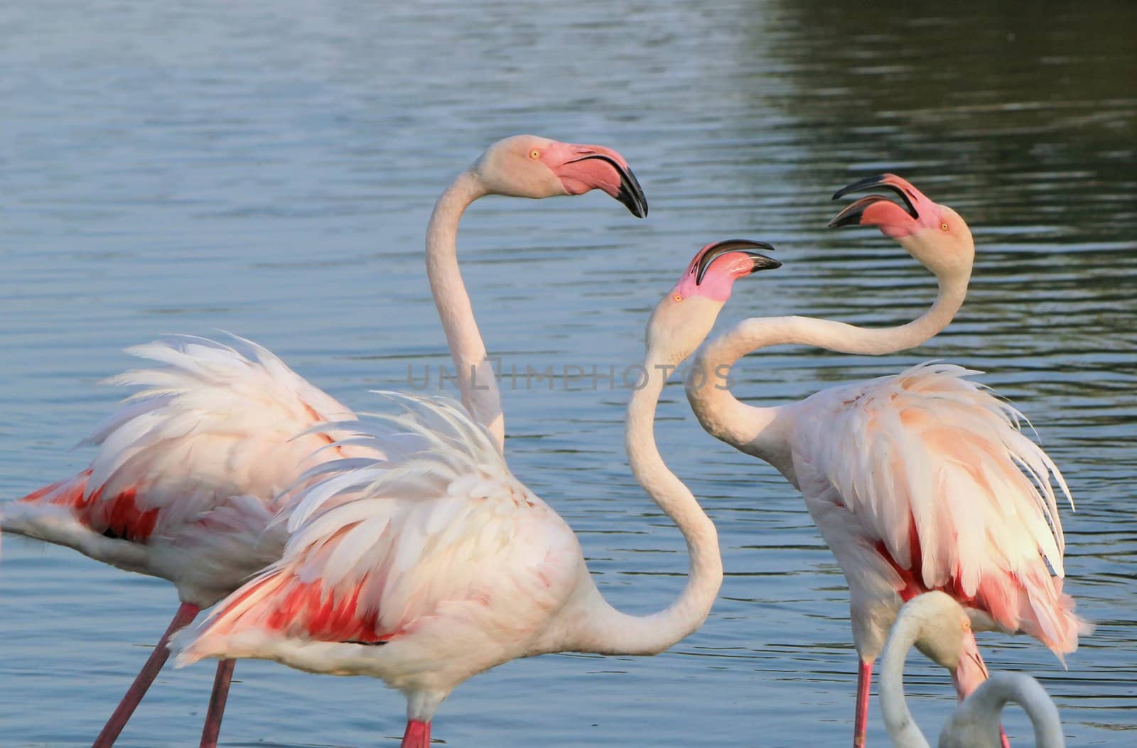 Flamingos fighing by Elenaphotos21