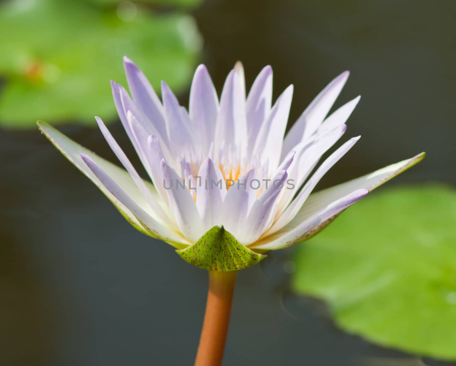 beautiful lotus with water  by nikky1972