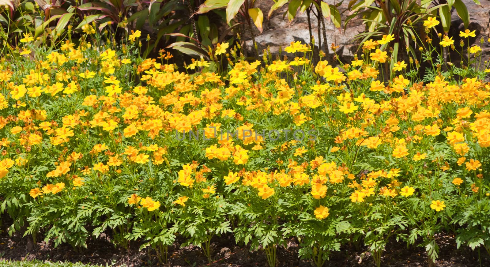 Marigold flowers by nikky1972