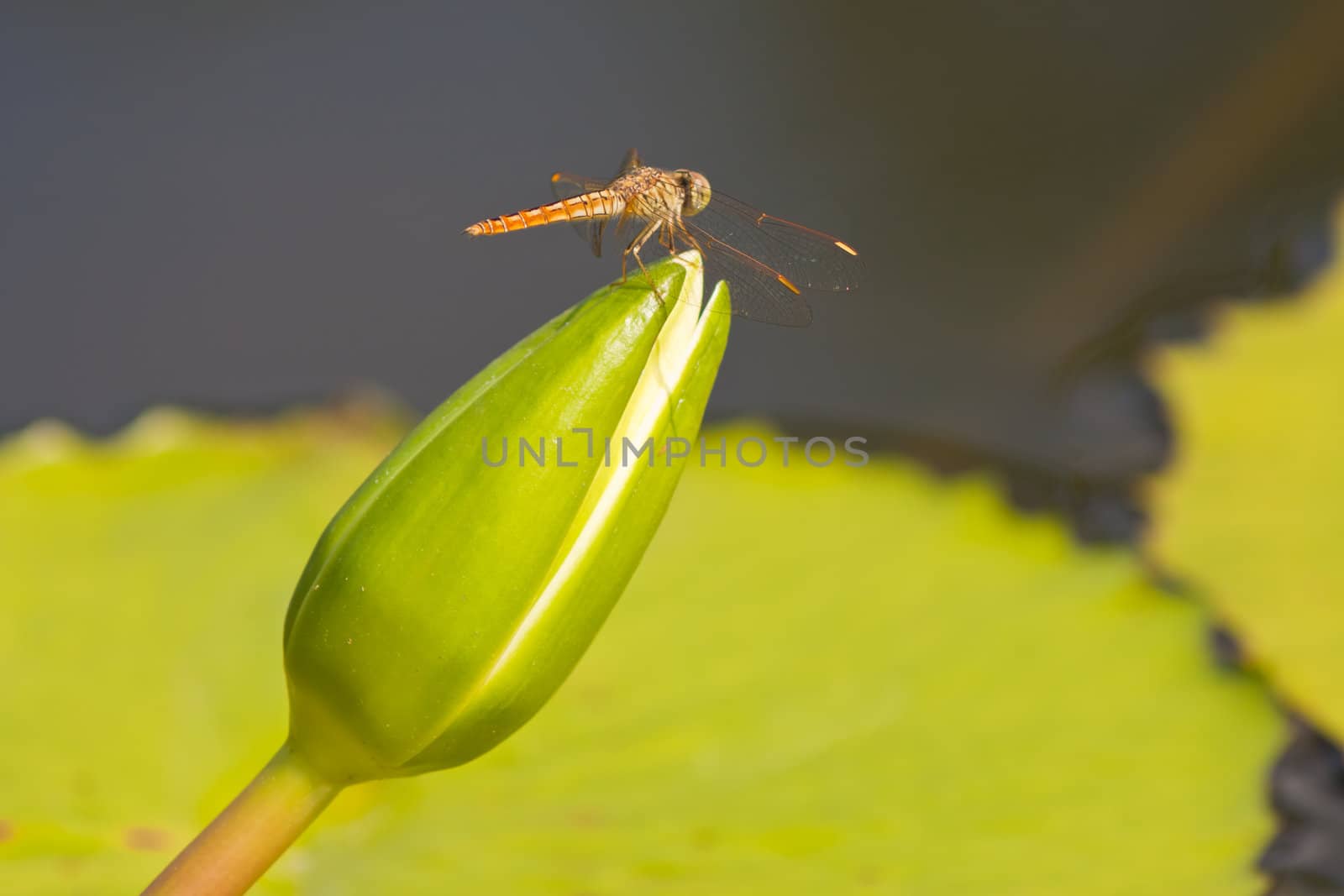 beautiful lotus with water 