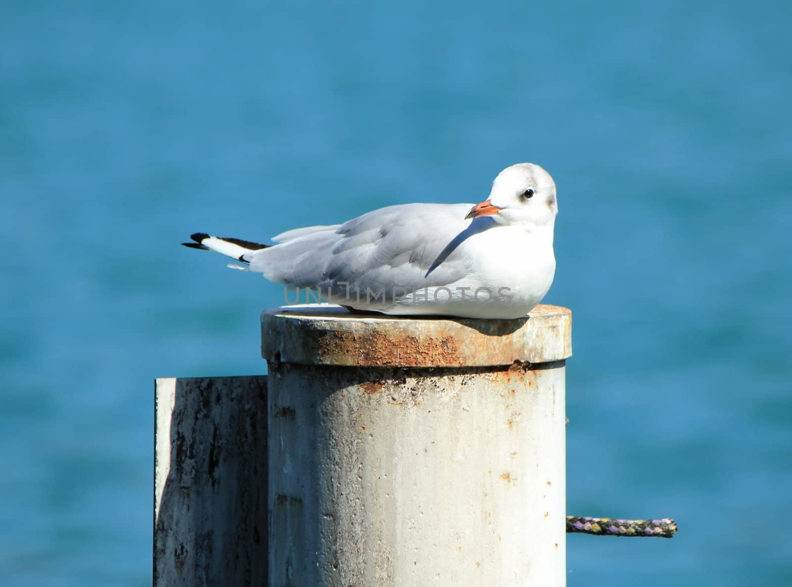Seagull lying peacefully on a post over water