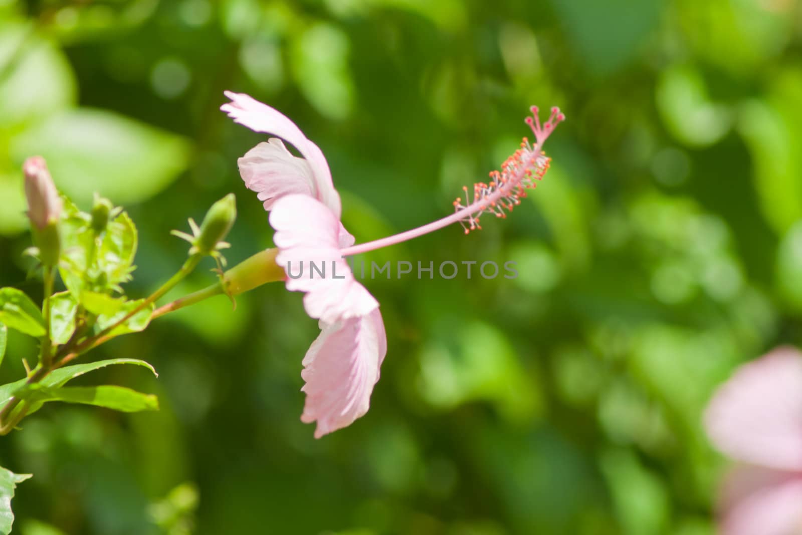 hibiscus  Flower